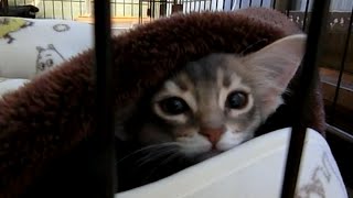 毛布からにょきっと顔を出したソマリ子猫-Kitten has issued a face from a blanket【ふみふみ猫ミレイ】