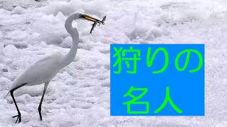 狩りの名人・・・広瀬川(仙台市)