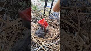 କେଉଁ ପକ୍ଷୀ ଛୁଆ କୁହ#trending #shortsfeed#youtube#odiavlog#love #bird#viral