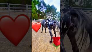 Amazing colour of this Appaloosa 🌹🌹❤️❤️#viralvideo #punjab #horselover #horsepower #horse