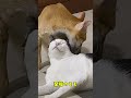 至福の時間のモモ cat catcute ねこさんと暮らす ねこ ねこライフ 保護猫 ネコ 至福の時間