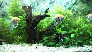 450 Liter Juwel Vision Skalar Aquarium