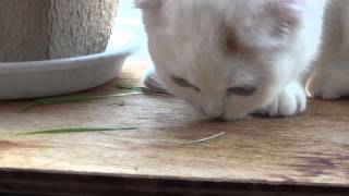 猫草を食べる子猫 （高画質） Scottish fold eating a Japanese Catnip.