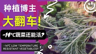 种植博主大翻车! -14℃哪些蔬菜能存活?-14℃ low temperature resistant vegetables?