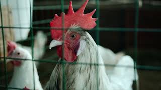 5 Most Aggressive Gamefowl Breeds in the World
