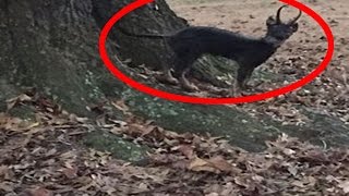 Horned cat monster trapped in the Ozarks - Monster Info1-12