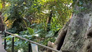 Rice ball picnic in the forest〜アカギの木/首里石畳〜