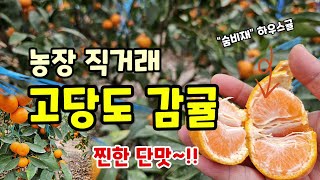 찐한단맛 농장직거래 고당도 감귤 하례조생 하우스귤 판매합니다 #감귤판매