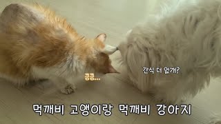 먹깨비 고양이랑 먹깨비 강아지