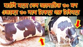 ঈদের আগেই হাটেই মারা গেল আলোচিত ৩০ মণ ওজনের ৩০ লাখ টাকার গরু টাইগার ! কেন মিত্যু হল  জানলে অবাক হবেন