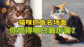 《猫咪抓鱼名场面》你觉得哪只最厉害？