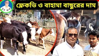 ফ্লেকভি বাছুরের দাম। ব্রাহমা বাছুর পালন। বাছুরের খামার। Cow farming. যুব কথা - রায়হান দেওয়ান ||