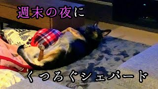 週末の夜だから思いっきりくつろぐシェパード犬【German Shepherd Dog】 My Dog Gets Relaxed on Saturday Night