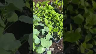 移栽冬菜苗—牛皮菜 牛心甘蓝 皱叶火锅白菜等