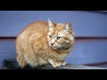 What Does Cat Spray Smell Like? Cat Spray Vs Urination Smell! (Cat Marking Information)