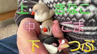 2025.01.08どうしてこうなるの？３段重ねで寝る小鳥たち How does this happen? Small birds sleep in three layers