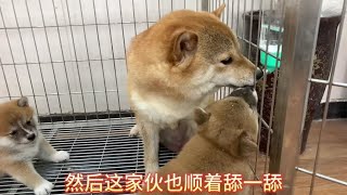 小柴犬口渴了，狗妈教幼犬学会喝水，没想到还挺聪明，一学就会！