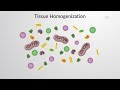 tissue homogenization and cell lysis cell bio video textbooks preview