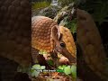 Armadillo's Amazing 6-Minute Breath Hold – Nature's Toughest #shorts #buzzbilt