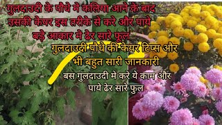 guldaudi ke paudhe me kaliya banne ke baad ye tips apnaye aur paye dher sare flowers#gardningtips