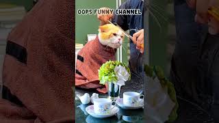 Oops! Cat Cutting Hair 😽😻#shorts #funnyvideo #storytime #msfunny #video