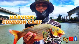 Carp Fishing in the Philippines | Harvest Carp using my experimental Rig