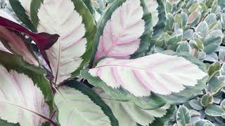 Calathea Rosio Silvia | Live from the Nursery