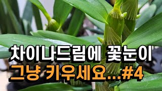 덴드로비움 차이나드림 꽃눈이 올라왔어요. 어렵지 않아요. 그냥 키우세요 4