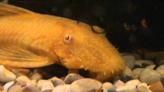 Gold Bristlenose Plec (Ancistrus Sp.) for sale at Tyne Valley Aquatics