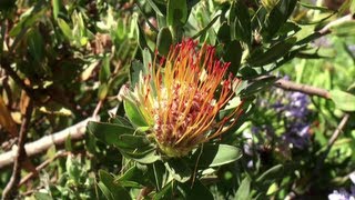 Kirstenbosch National Botanical Garden (South Africa)