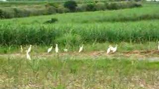 アマサギの群れ/Crowd of cattle egret