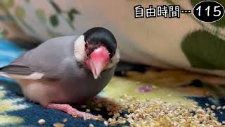 文鳥飼育日記シーズン2第835回目