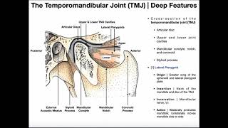 Structure and Function of the Temporomandibular Joint (TMJ)