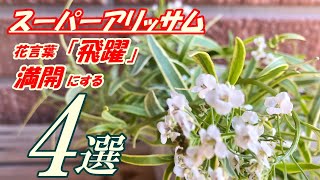 【花】スーパーアリッサムの育て方・植え付け