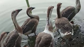 রাজহাঁস বাড়ির আঙ্গিনা কিভাবে খাবার খুঁজছে  গ্রামের পুকুর?