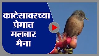 Sangli Bird | सांगलीत काटेसावरच्या प्रेमात मलबार मैना, आमणापुरात  दर्शन - tv9