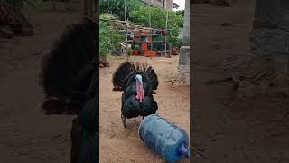 BRONZE TURKEY - టర్కీ కోడి