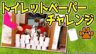 【夫人の愛犬大集合】トイレットペーパーチャレンジ #stayhome #犬