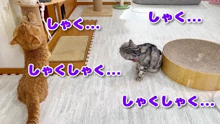 ぽちゃくんのお尻の匂いを嗅いだあい様🌹 #猫 #アメリカンショートヘア