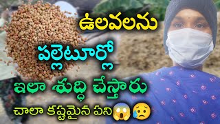 #vlog ఉలవలు తింటే ఆరోగ్యానికి చాలా మంచిదంటారు కానీ వీటిని శుద్ధి చేయడం చాలా కష్టం😱😥