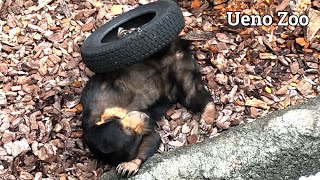 でんぐり返り連発！タイヤで一人遊びするかわいいマレーグマ【上野動物園】