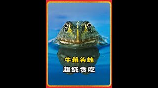 非洲牛箱頭蛙：兒孫自有兒孫福，吃了兒孫我享福，動物界神奇存在#神奇動物在抖音#動物世界#動物科普#奇趣自然