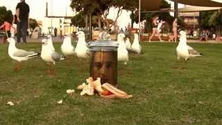 OMG! When Seagulls attack... starring JAI HEAD!