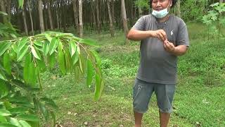 พาชมทุเรียนพันธุ์หนามดำ สวนคุณสหรัฐ จ ระยอง อีกสองปีสั่งซื้อลูกได้เลย