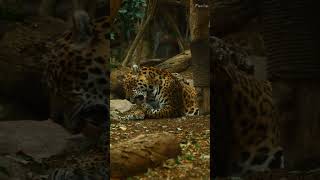 The Jaguar #wildlife #amazing #animals #shortvideos #animalpictures #jaguar #cute