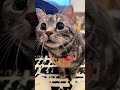 我先扭再飞 你敢接吗？扭扭猫 猫咪扭屁屁 猫咪扭扭舞 呆萌呆萌