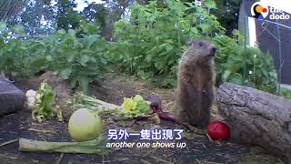 the dodo (中文字幕)他為土撥鼠家族建了一片菜園