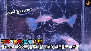 고퀄리티 고정구피 ㅡ 4종 분양및 개체설명 ~~