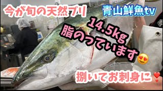 【旬の天然ブリ】【天然ブリ14.5kg】天然ブリを捌いてお刺身を造る❣️😘