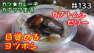 半年の眠りから覚める？かわいいヒナカブトの生存確認「カツ★ガレーヂカブクワ生活133」